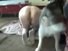 A filthy female is bonked by a hairy mongrel.
